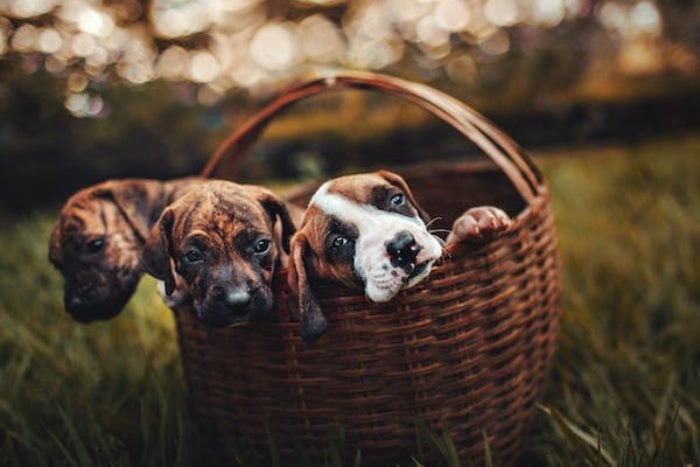 Pet Dander – Understanding the Basics - PawPurity