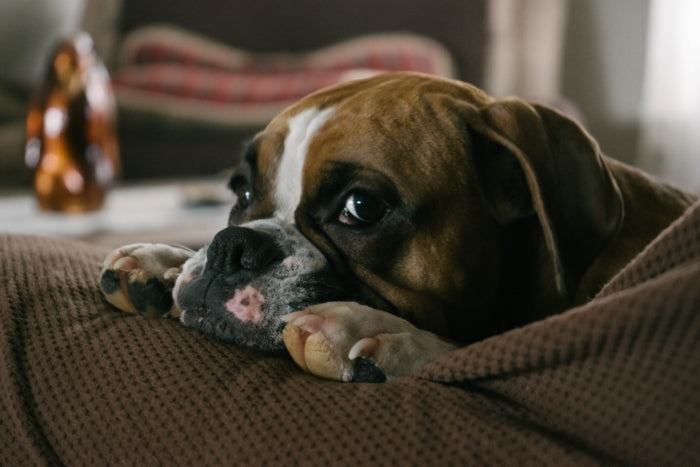 Dog Biting Top of Paws Could Mean Yeast