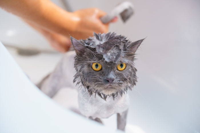 Benefits of a Natural Shampoo For Cats