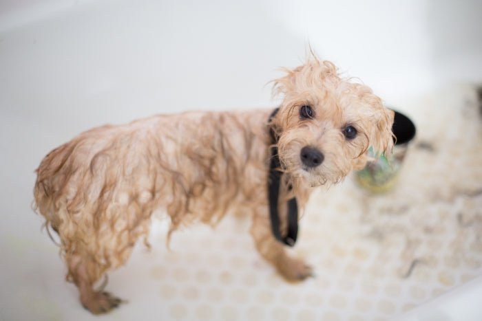 Happy healthy dog being bathed with natural grooming products - gentle shampoo for sensitive skin