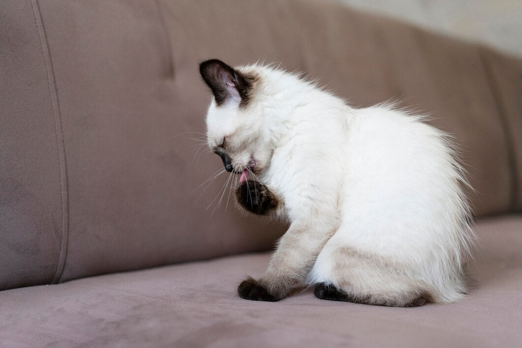 Cat sitting on a couch cleaning his paw