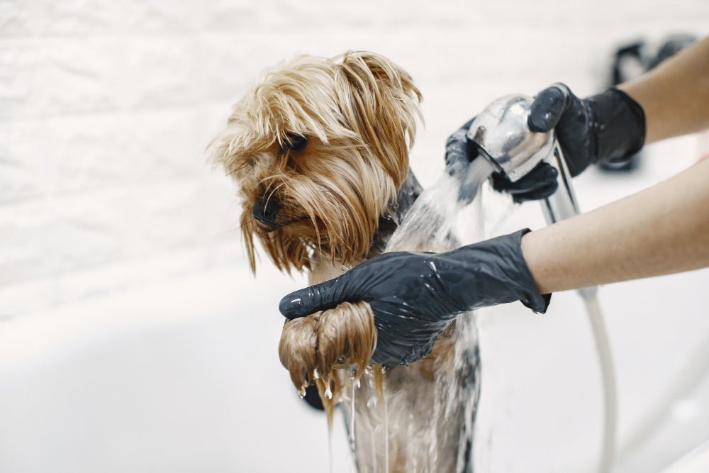 dog being bathed