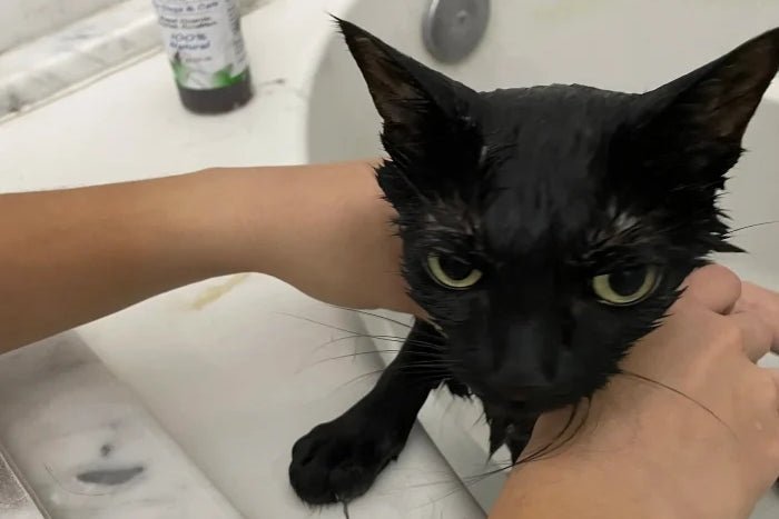 Safe natural cat shampoo ingredients vs harmful chemicals for feline skin health