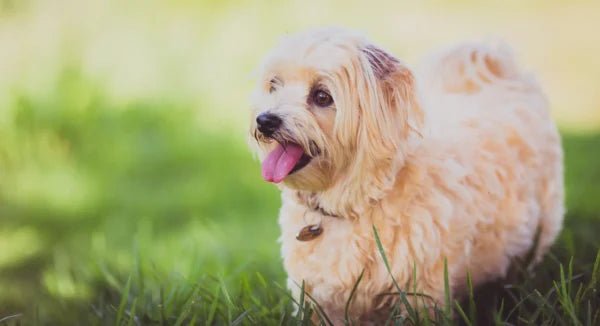 Natural Dog Shampoos - Solutions for Normal to Sensitive Skin - Relieves Skin Issues