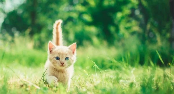Kitten outside looking down sweetly