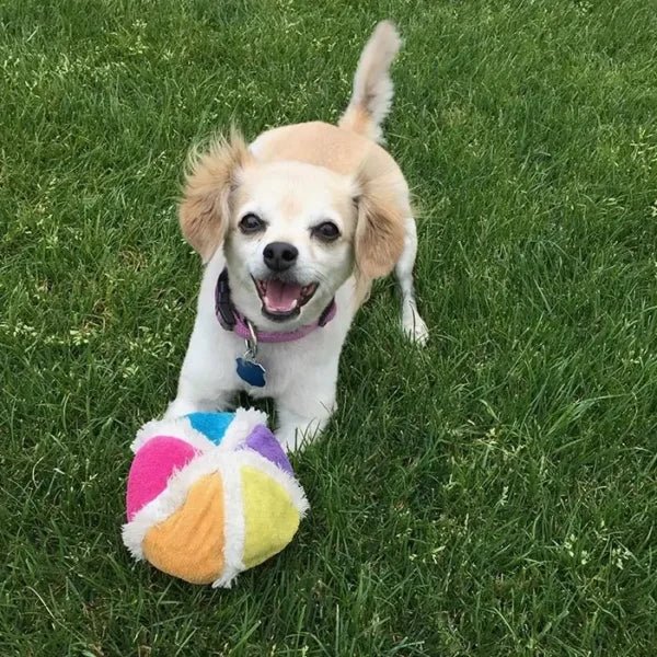 Chi playing ball in the grass representing PawPurity's Top Sellers
