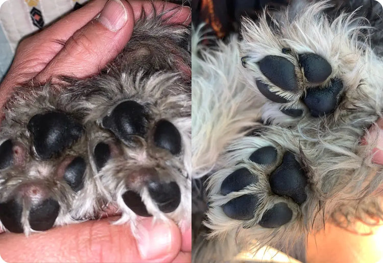Before & after showing healing of frostbitten paws after using PawPurity Intensive Paw Conditioner