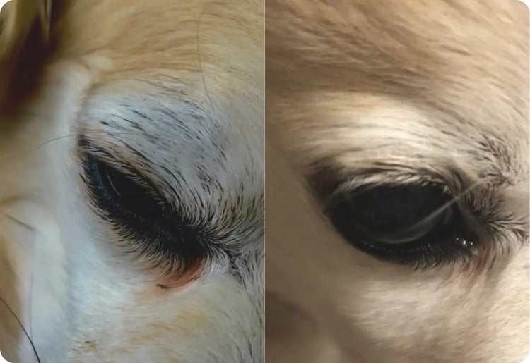 Chi had bad tear stain before using PawPurity Tear Stain Remover Complete Care Kit