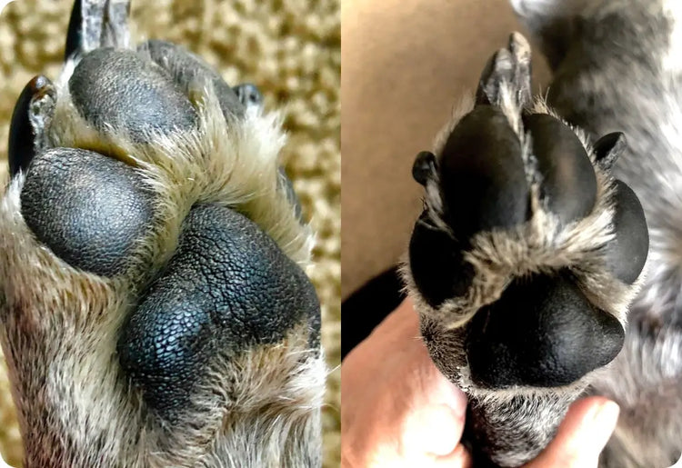 Before & after image of dog's paws that were rough and cracked and after using PawPurity Intensive Paw Conditioner were perfectly healthy again
