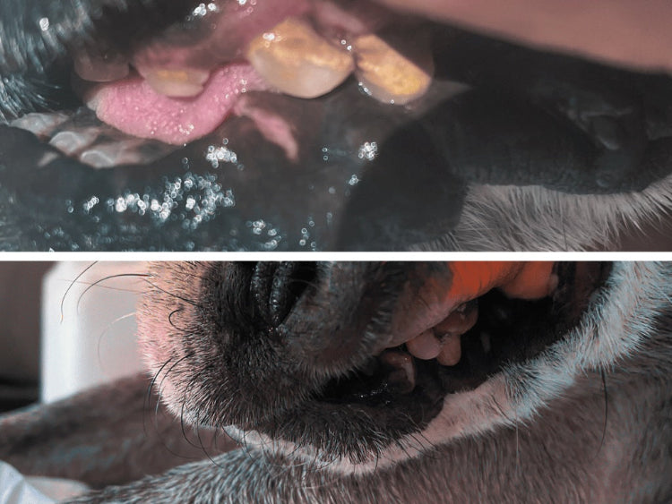 Dog's teeth before and after using PawPurity's Taste of Wellness Dog Toothpaste