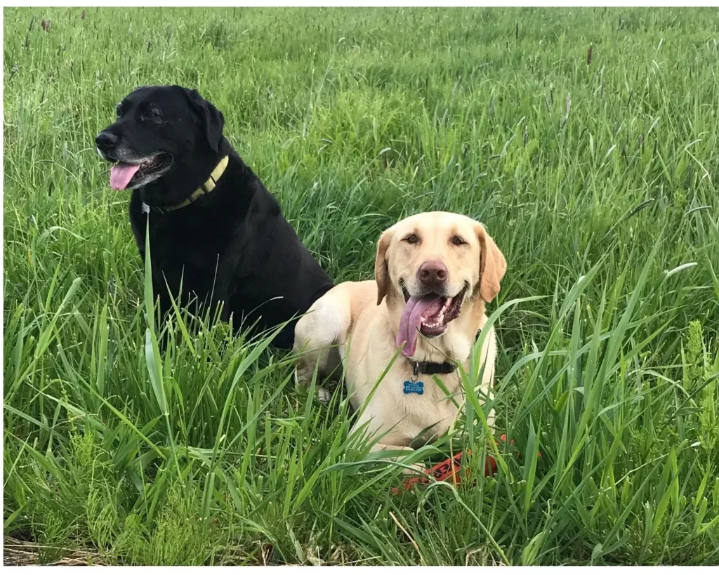 Two beautiful dogs lie in the grass showing how easily dogs can catch fleas or ticks if not using PawPurity Flea & Tick Shampoo