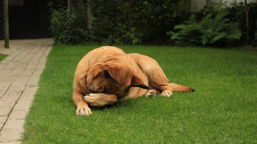 Large dog scratching and needs repelling flea spray for dogs to help protect him. 