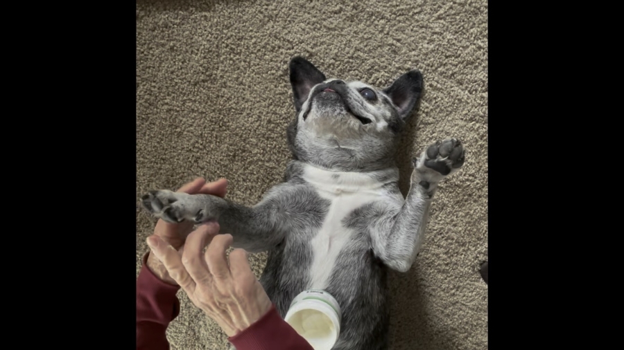 Dog getting paw repair treatment with PawPurity's Healing Paw Conditioner