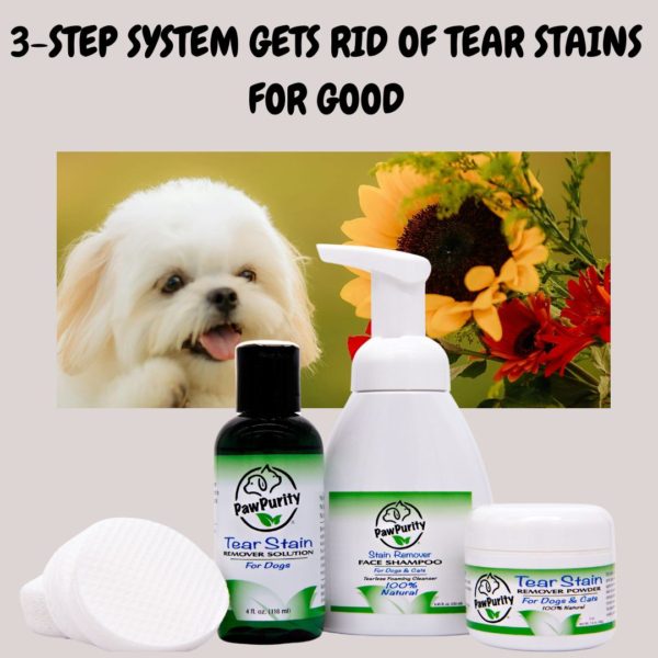 Maltese with image of PawPurity's Tear Stain Remover Kit