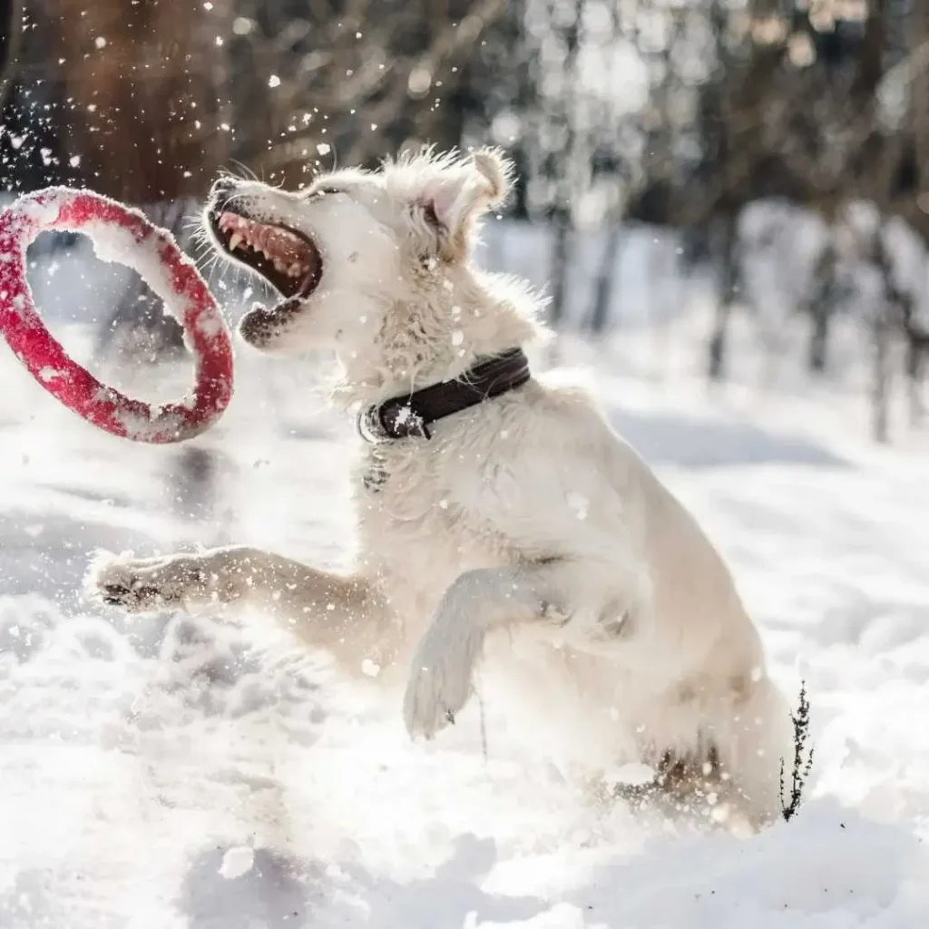 Dog playing frisbee in the snow. Image used in PawPurity's article to keep dog's paws safe during winter.