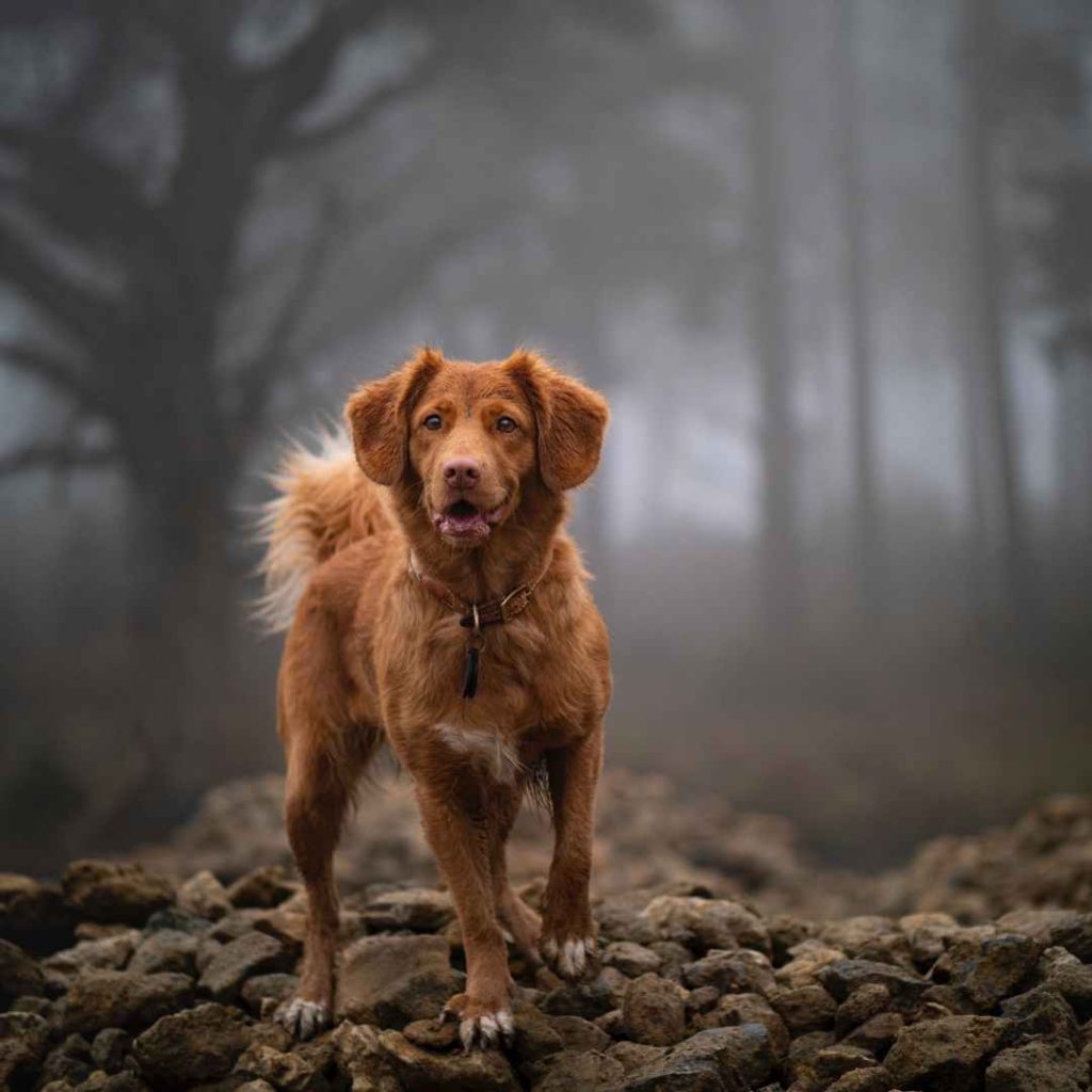 Dog walking on rocky terrain for PawPurity's story about dog paw care