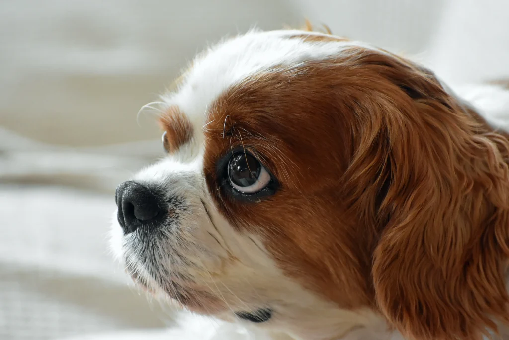 King Charles looking up shown in an article on flea treatment for dogs without a vet prescription