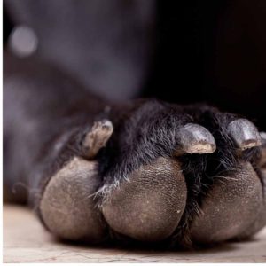 Dog paw pad care is important to protect from scratches and broken dog nail injuries as shown in the photo of a paw.