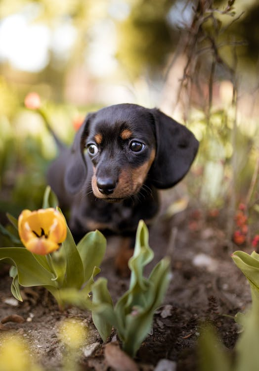 Image of a dog walking through flowers during flea and tick season for a blog written by PawPurity about protecting pets.