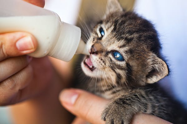 Newborn kitten is being bottle fed as part of PawPurity's list of essential care suggestions for newborn kittens.