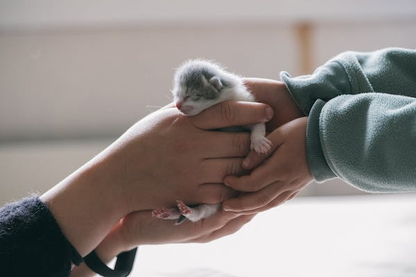 Image showing how a newborn kitten should be held as part of a story provided by PawPurity about the essentials of newborn kitten care.