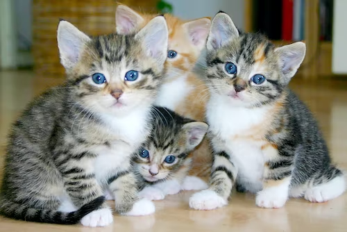 Four sweet kittens that indicate the delicate nature of a newborn kitten that is shown within the blog post by PawPurity about how to care for newborn kittens. 