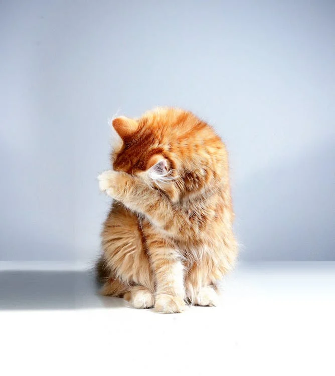 cute little brown yellow cat hiding her face shown in pawpurity blog