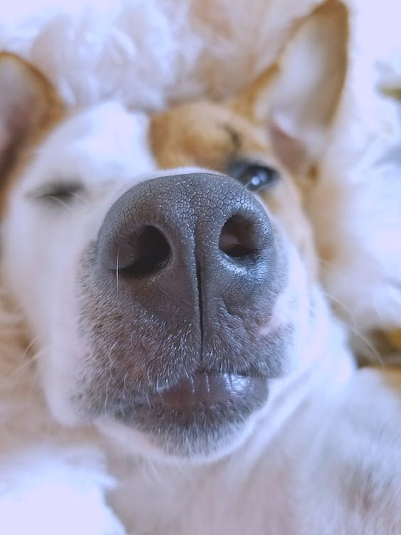 Funny dog picture taking selfie with zoomed in nose