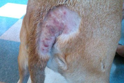 Hot spots shown on a dog's tail. Image adopted from medical center website. 
