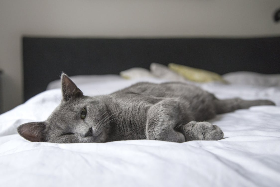Gray cat cozy in bed