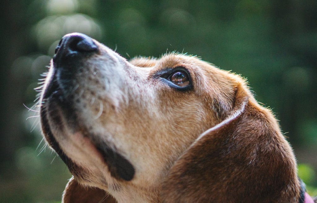 Dog image face upwards shown in pawpurity blog