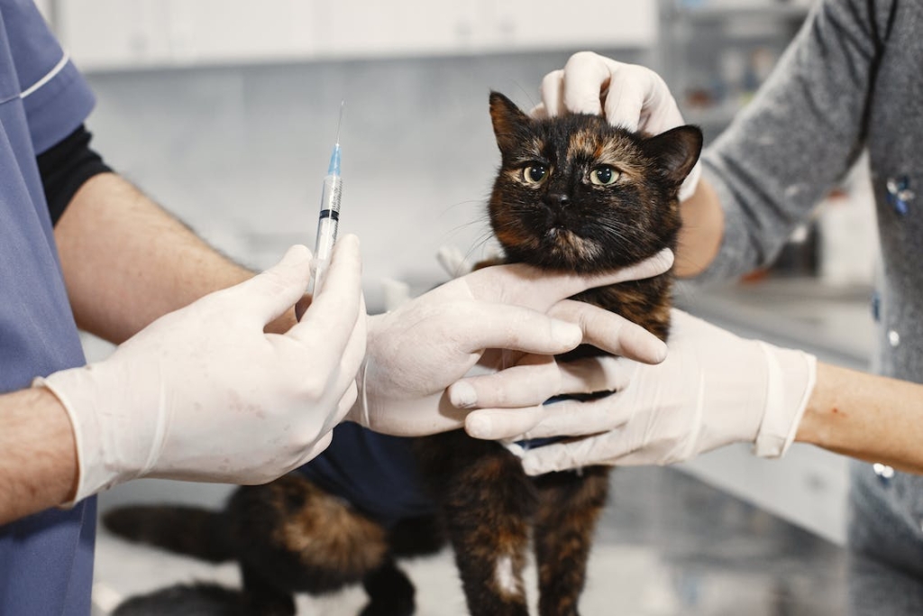 A dog with a vet