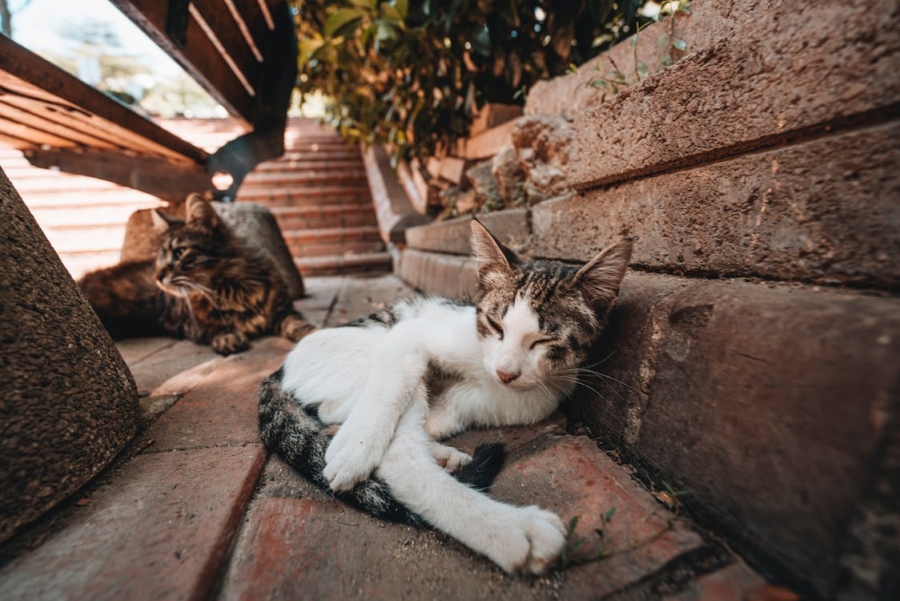 free-photo-of-two-cats-in-a-park.