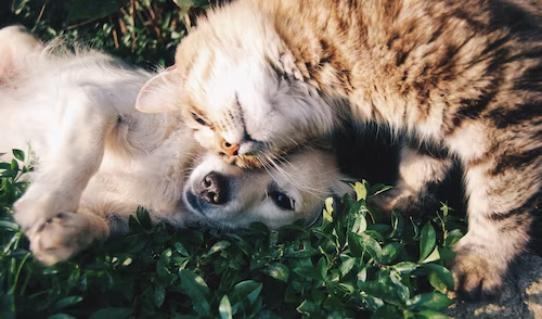 A cat and dog showing love 