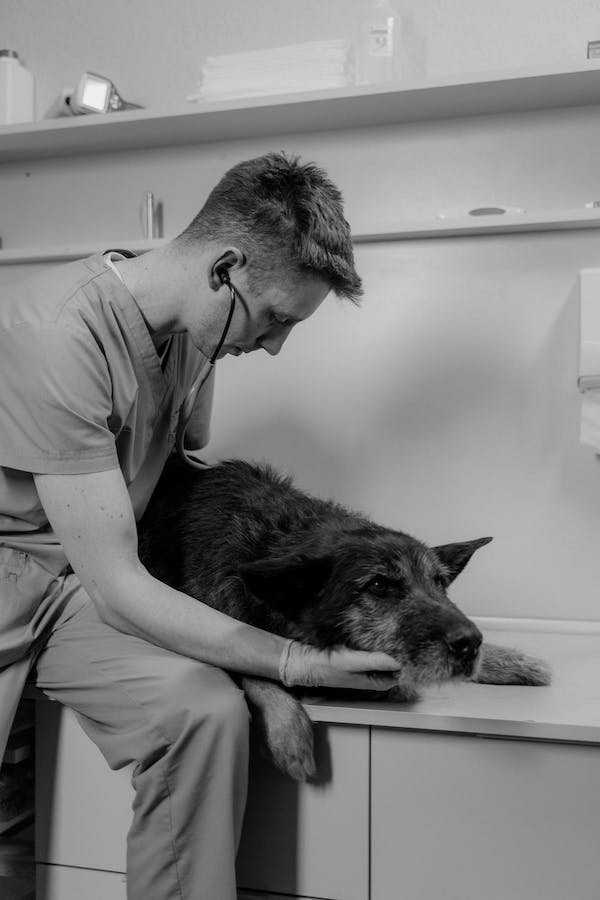 A vet checking up the sick dog
