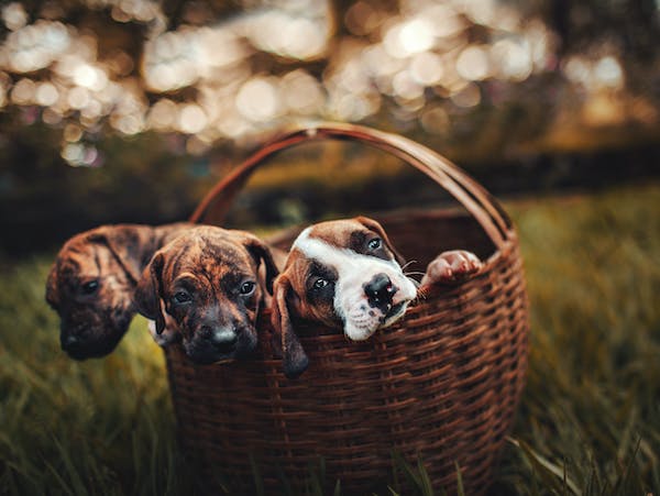 featured image for blog - 3 dogs in a basket