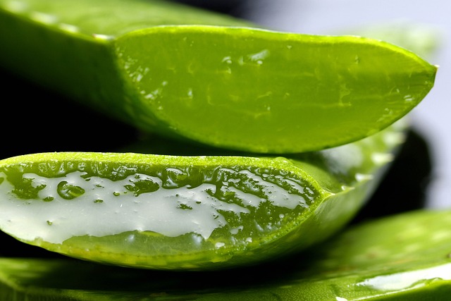 Aloe vera - used in an article about what should be included in a good paw healer