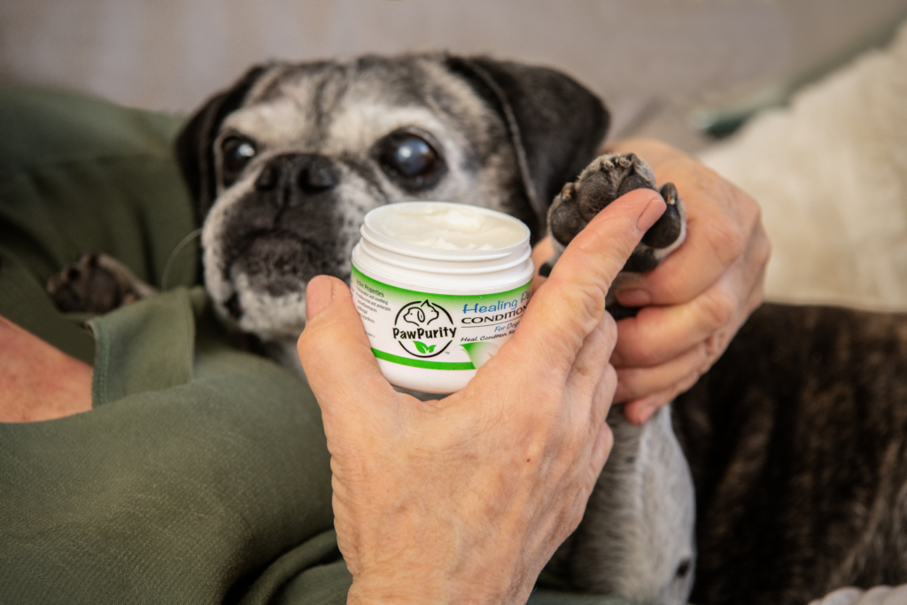 Applying PawPurity Healing Paw Conditioner to a Boston Pug as a way of protecting dog paw pads in summer