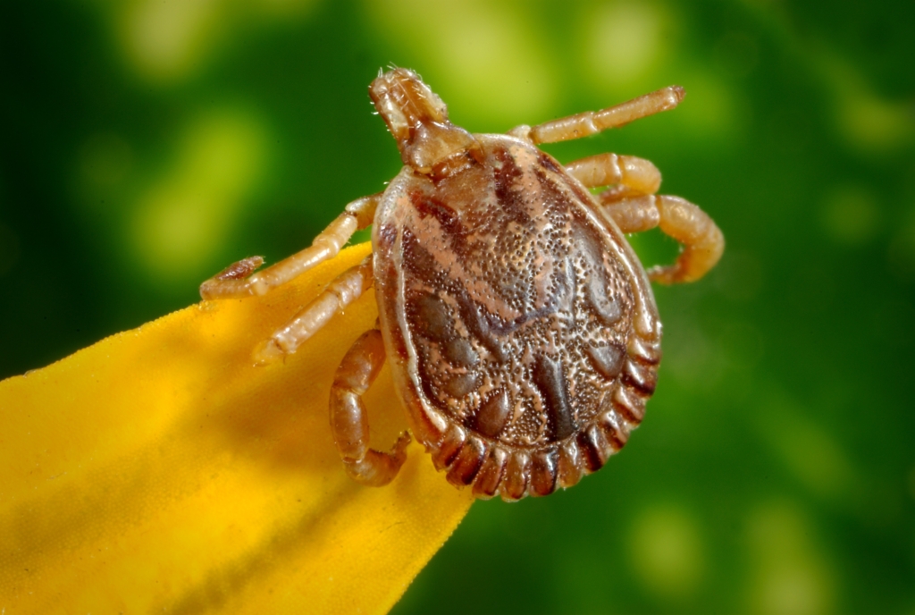 Image of a tick used in a blog about tick protection