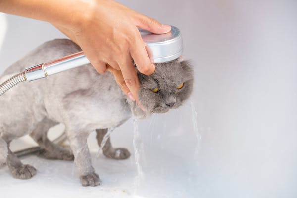 Cat bathing 
Cat shampoo
