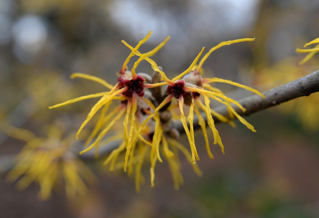 Witch Hazel: Witch hazel is an astringent that helps the spray adhere to the skin and provides additional tick repellent properties.
