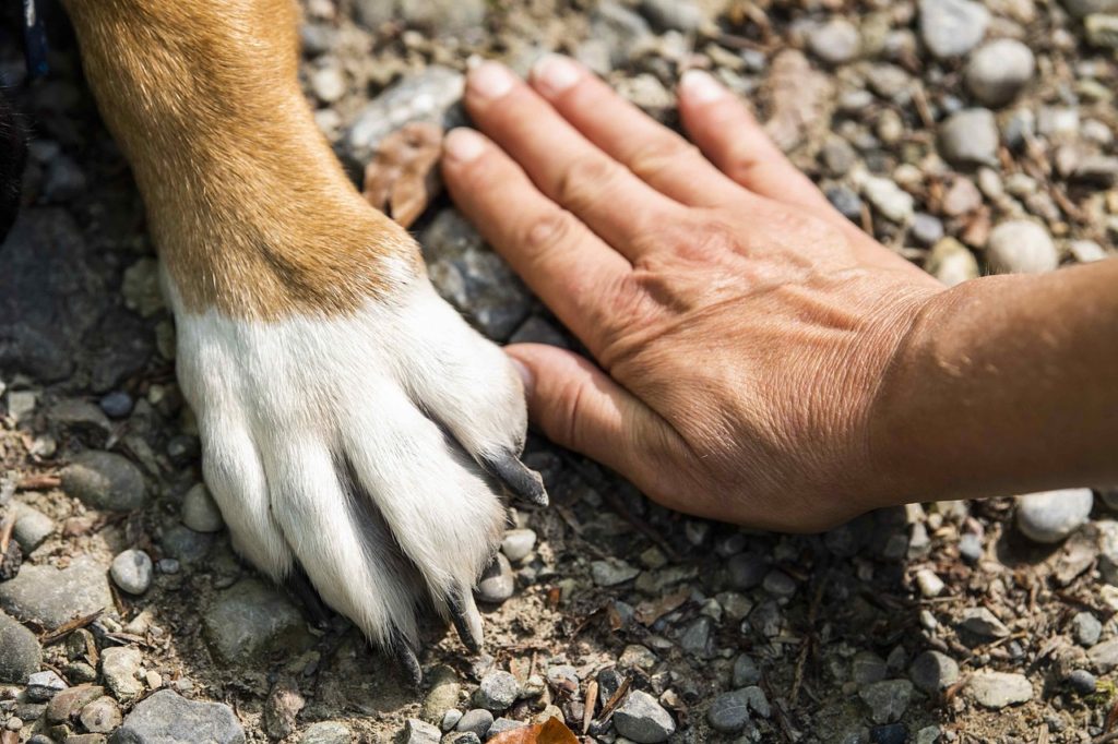 Image of a paw and hand touching the rocky surface