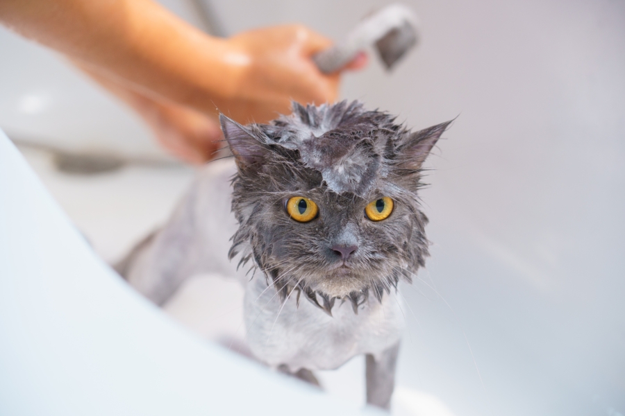 Using a natural shampoo for cats gives your pet the best chance to keep fungus, bacteria and pests away.