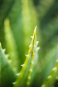 Image of Aloe Vera plant indicating it's an ingredient in PawPurity's Natural Tick Sprays