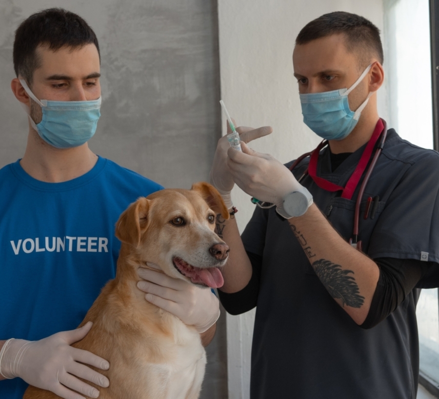 Vets looking at a dog that is having a reaction to a chemical tick spray