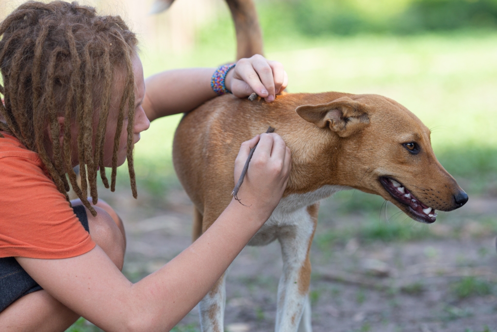 Woman taking a tick off her dog which could have been prevented by using tick sprays for dogs