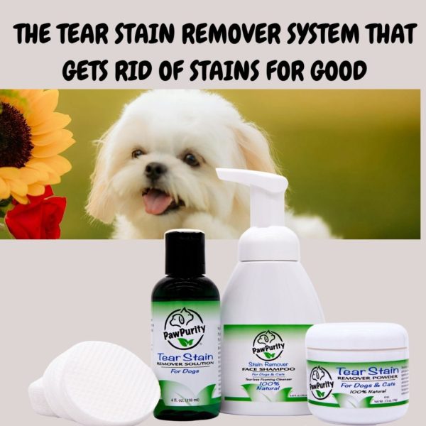 Maltese with image of PawPurity's Tear Stain Remover Kit