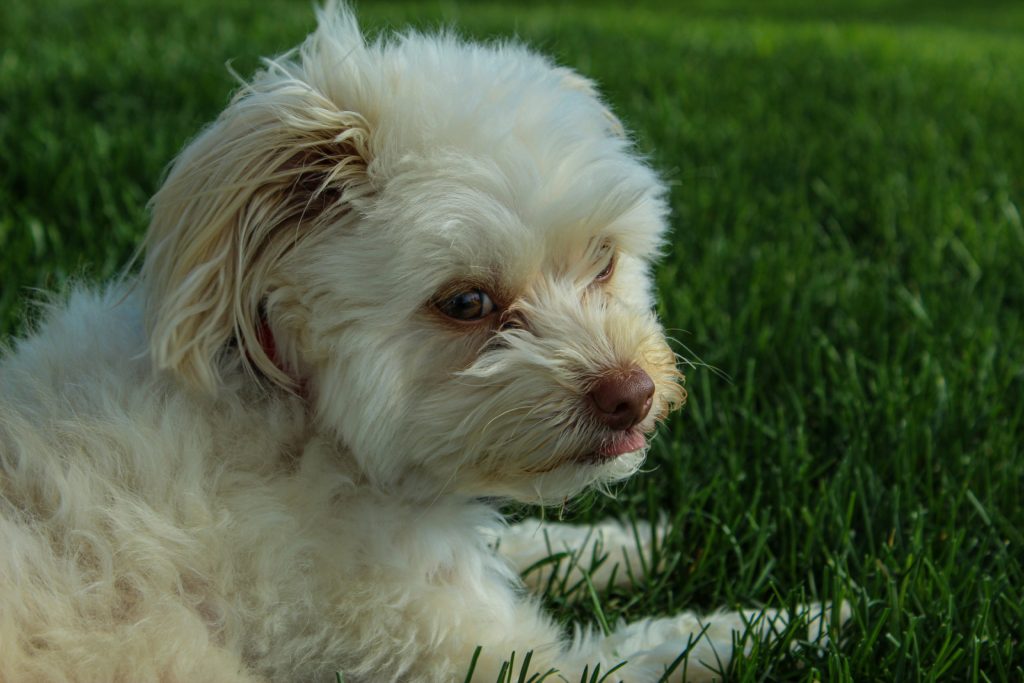 Maltese dog lying in the grass