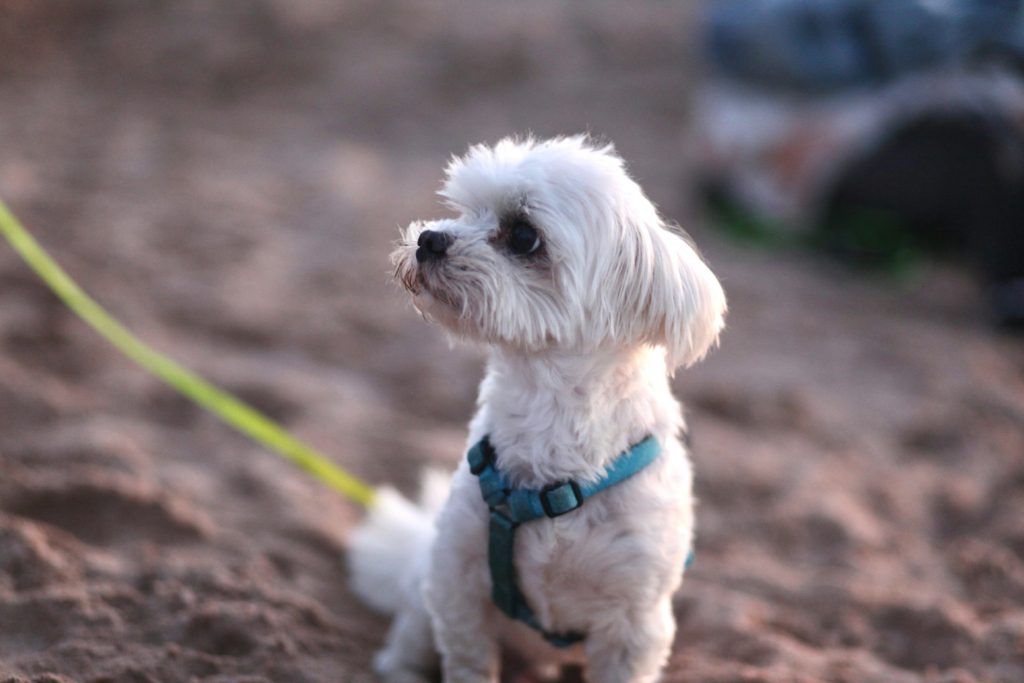 Image of a Maltese on a leash